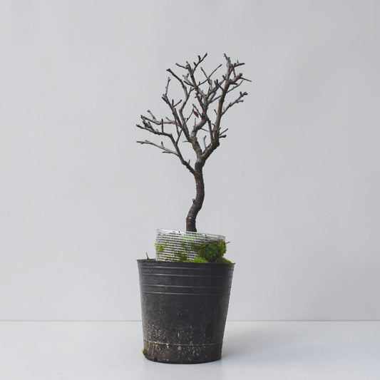 ENDRINO (Prunus Spinosa)