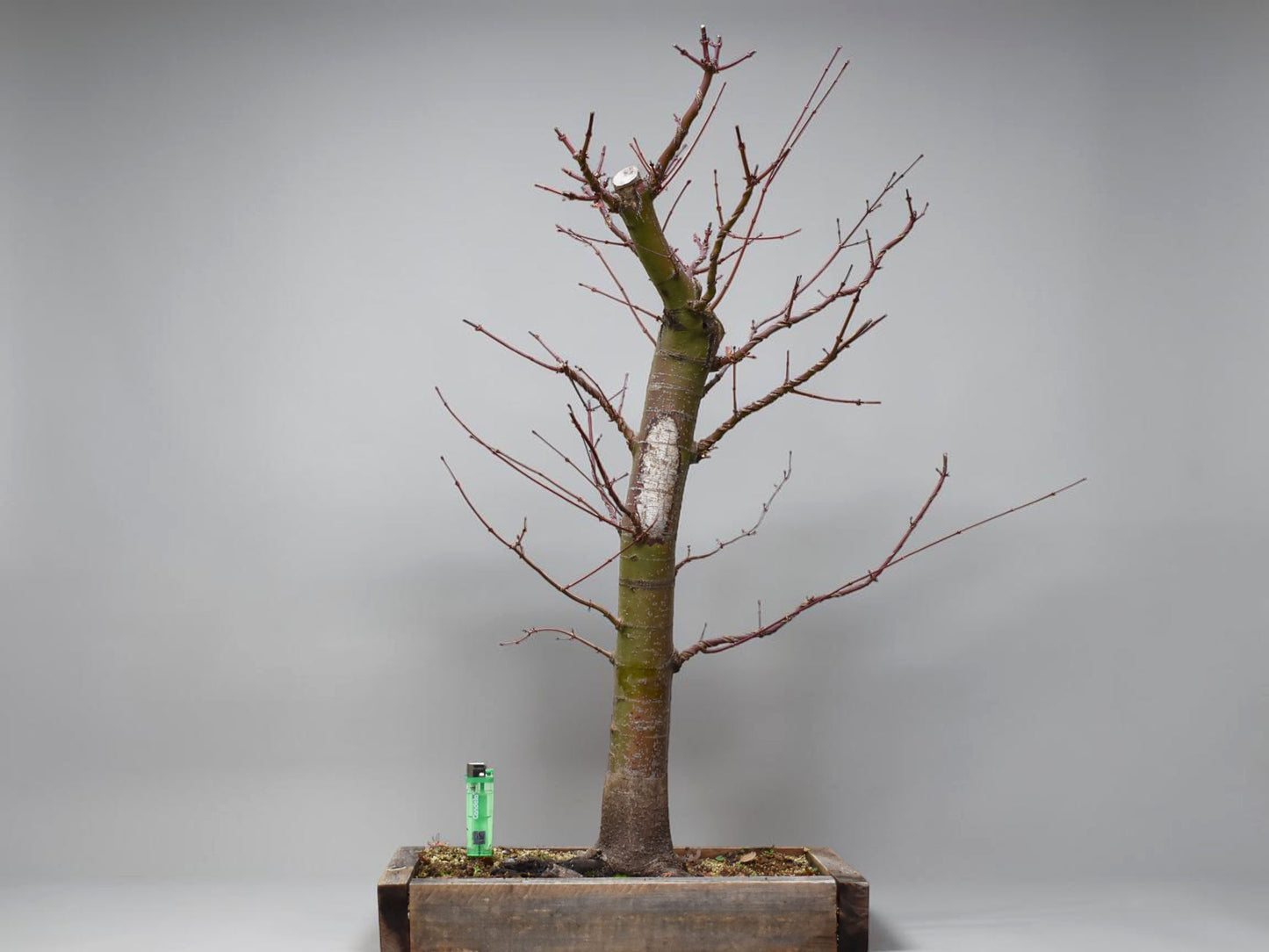 ARCE JAPONES (Acer Palmatum)