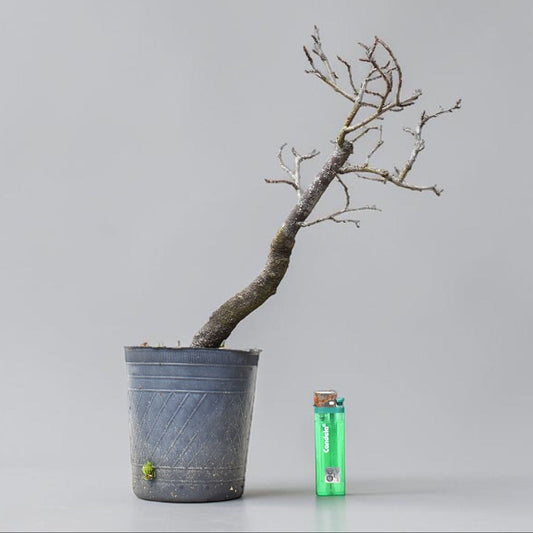 ENDRINO (Prunus Spinosa)