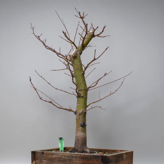 ARCE JAPONES (Acer Palmatum)