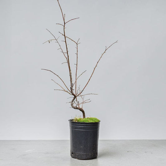 ENDRINO (Prunus Spinosa)