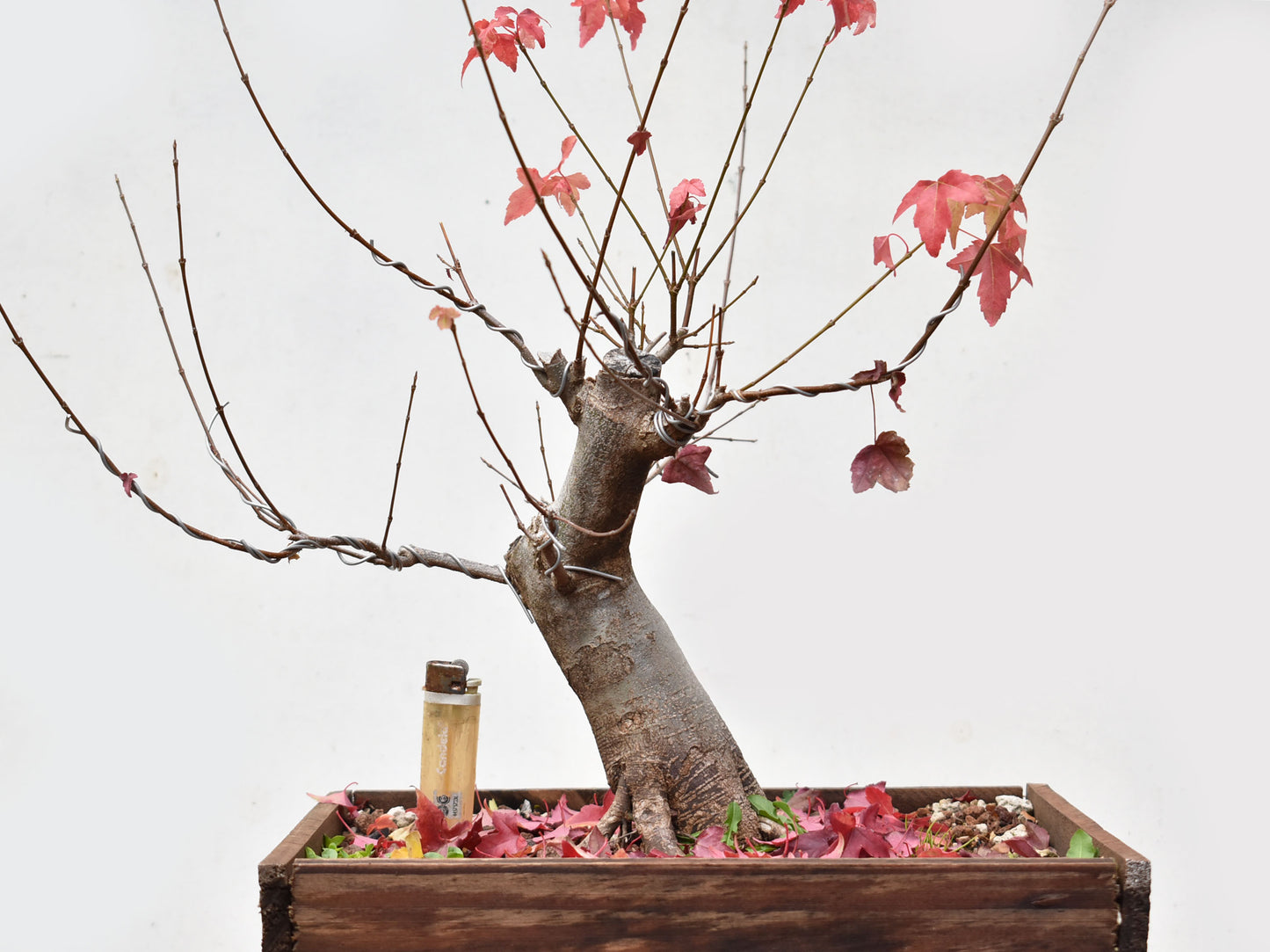 ACER TRIDENTADO Acer Buergerianum)