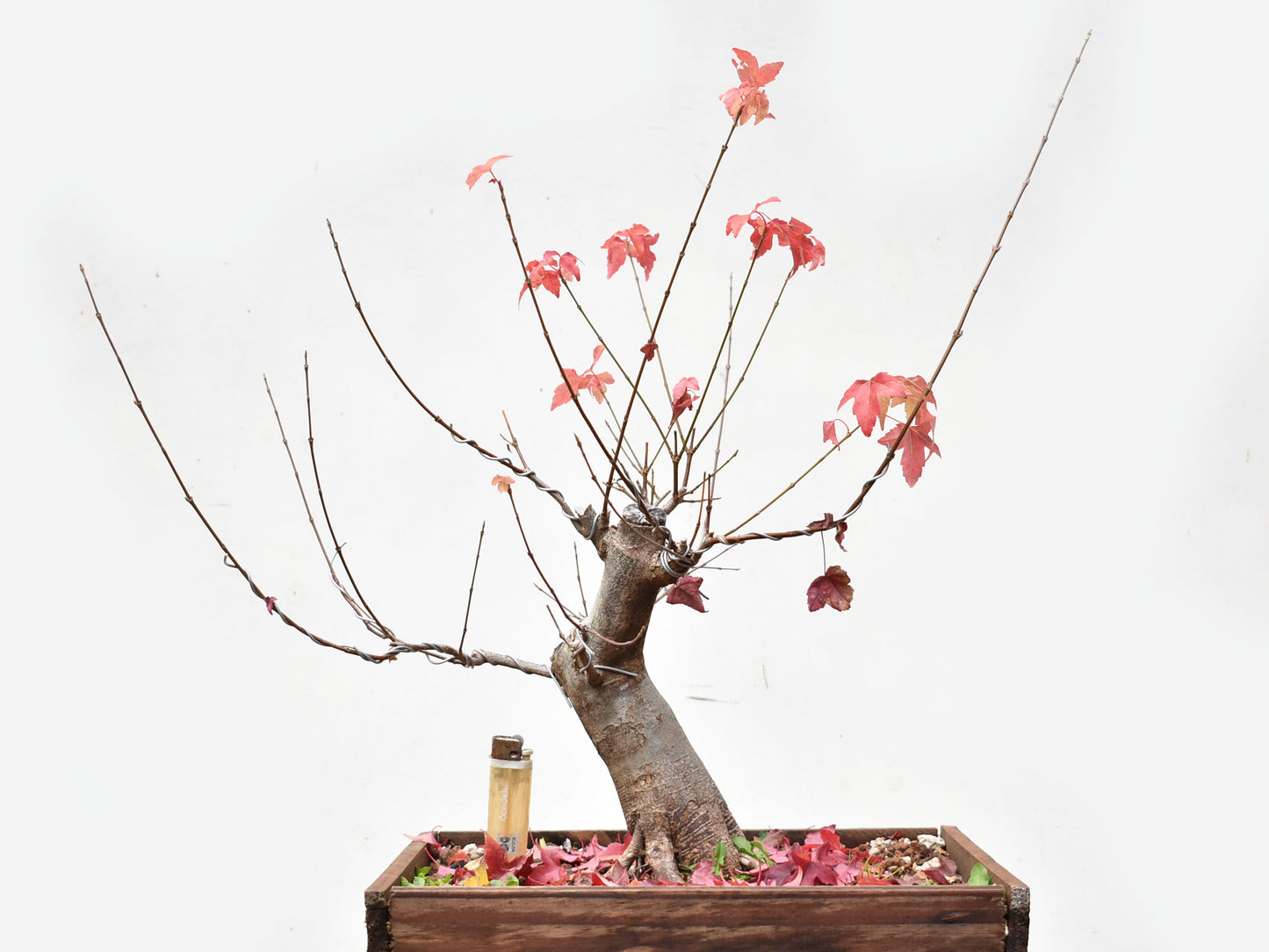 ACER TRIDENTADO Acer Buergerianum)