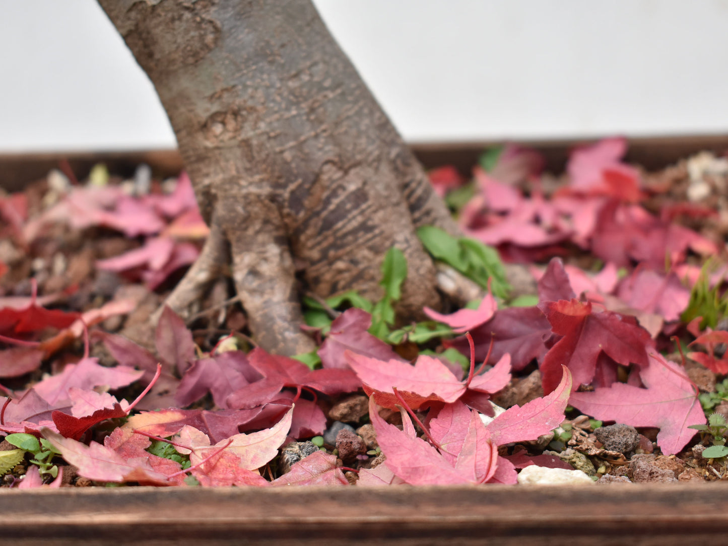 ACER TRIDENTADO Acer Buergerianum)