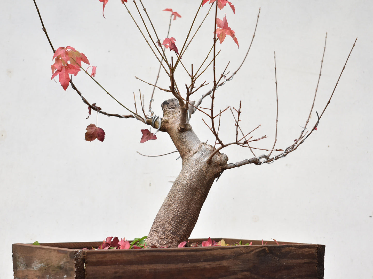 ACER TRIDENTADO Acer Buergerianum)