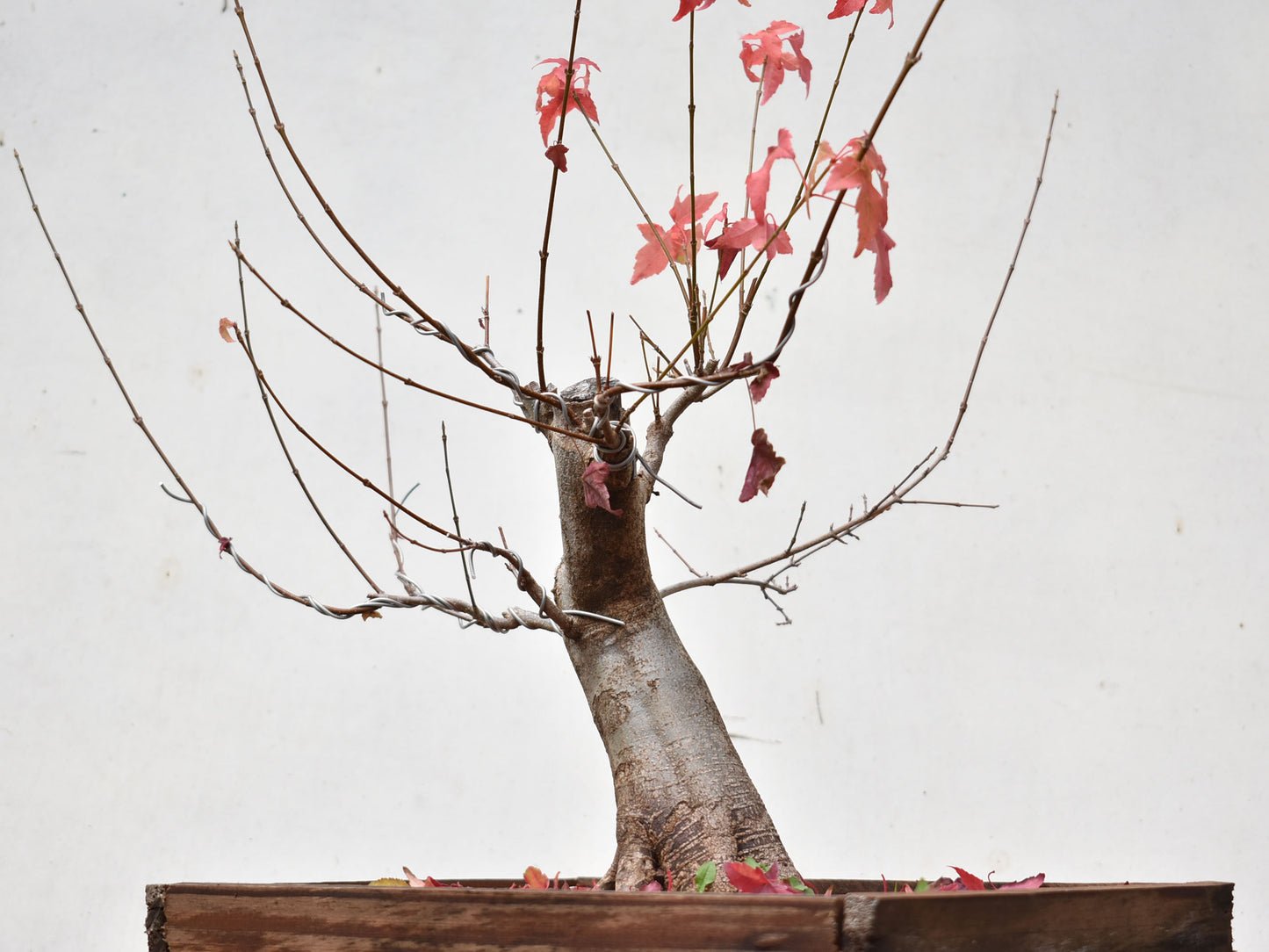 ACER TRIDENTADO Acer Buergerianum)