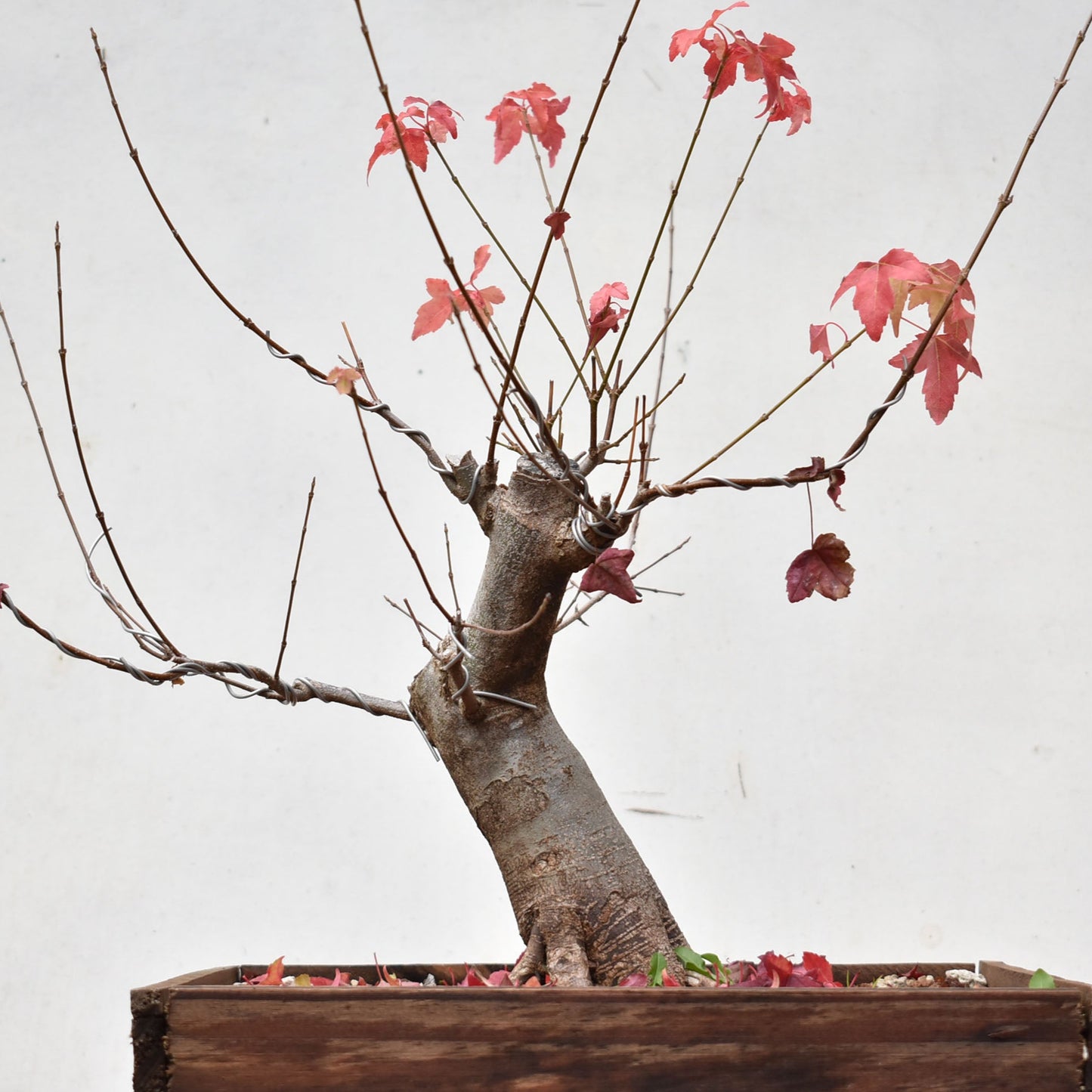 ACER TRIDENTADO Acer Buergerianum)