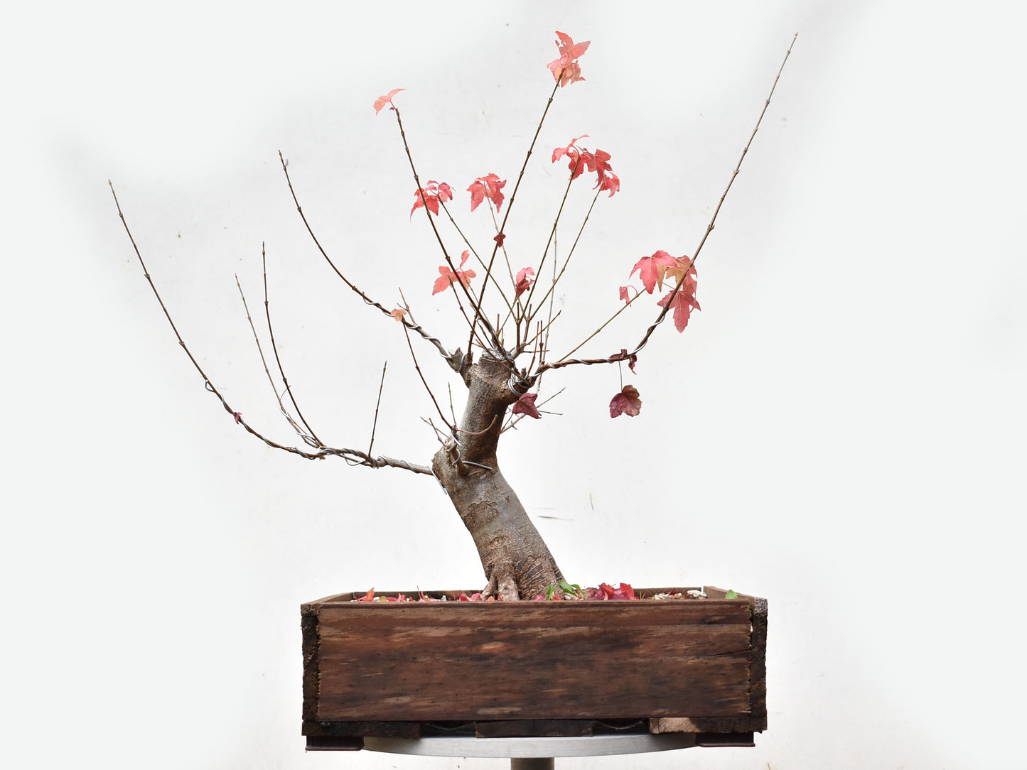 ACER TRIDENTADO Acer Buergerianum)