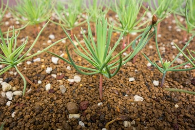 COMO CULTIVAR PINOS DESDE SEMILLA