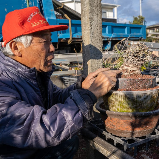 LOS MINI BONSAI DE ONUMA