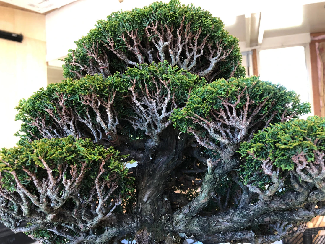 Horticultura del Bonsai. Los comienzos...