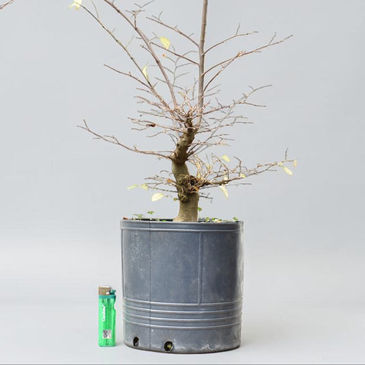 ALMEZ CHINO (Celtis Sinensis)