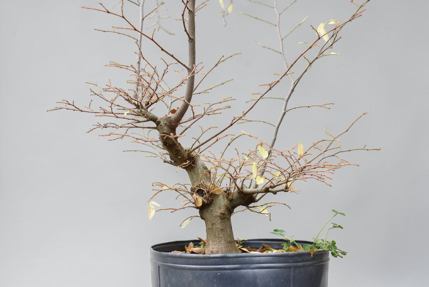 ALMEZ CHINO (Celtis Sinensis)