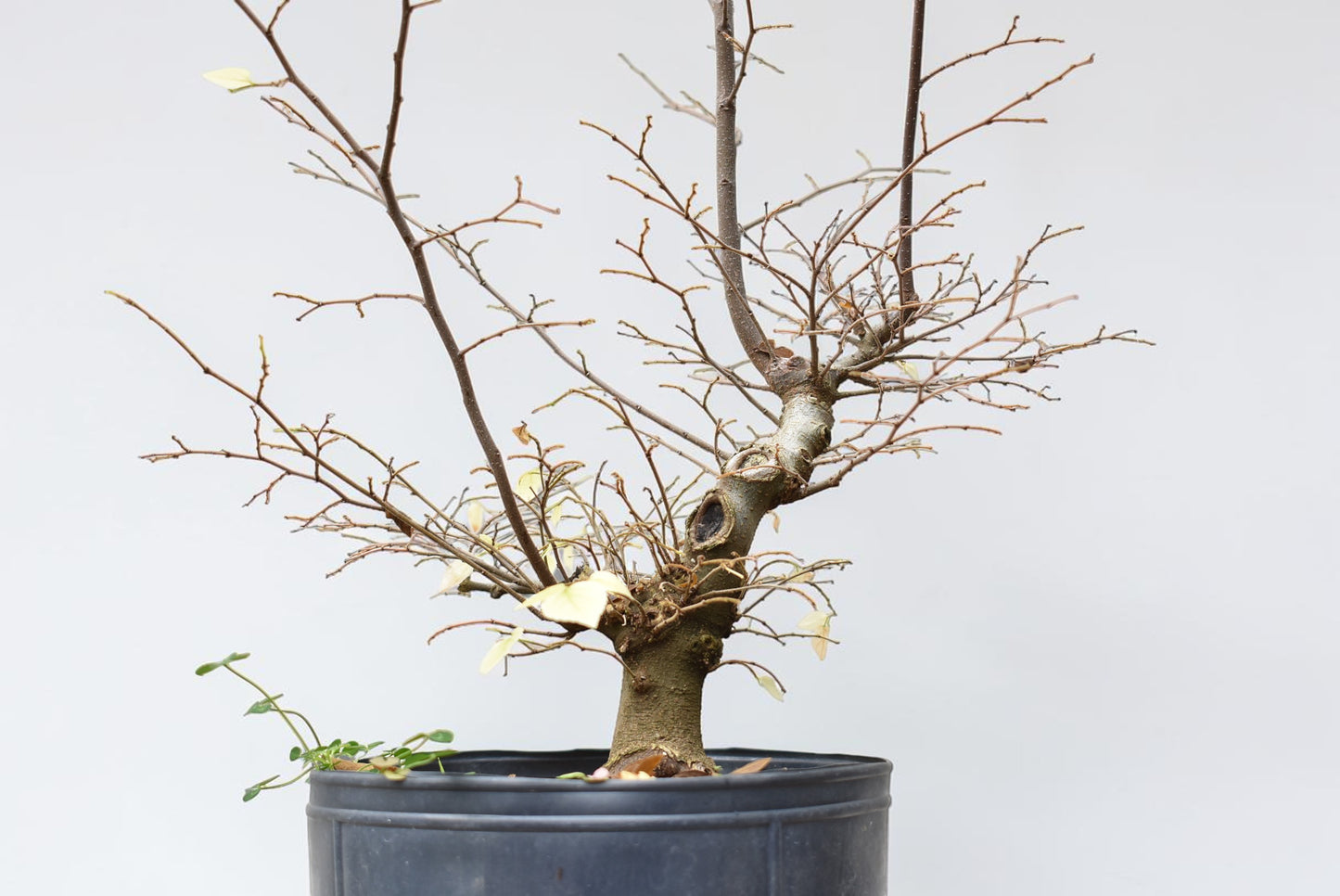 ALMEZ CHINO (Celtis Sinensis)