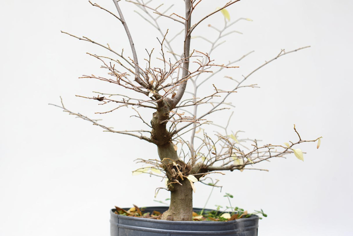 ALMEZ CHINO (Celtis Sinensis)