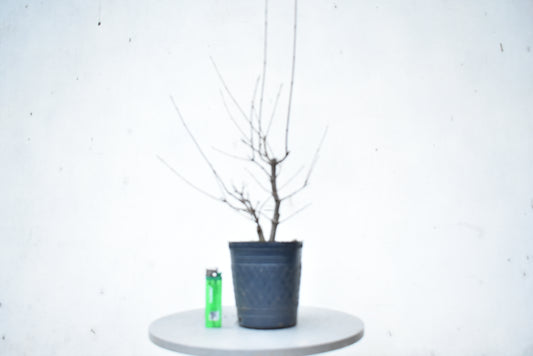 ARCE TRIDENTADO (Acer Buergerianum)