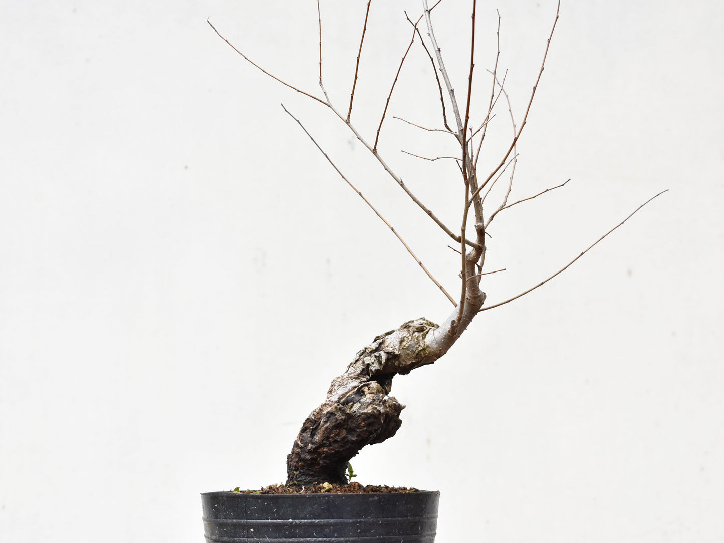 OLMO SIBERIANO (Ulmus Pumila)