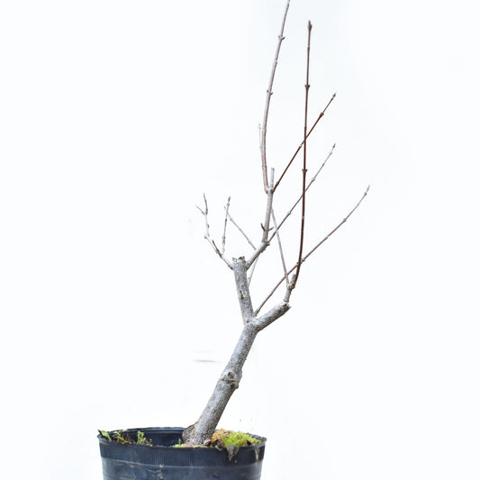 ARCE TRIDENTADO (Acer Buergerianum)