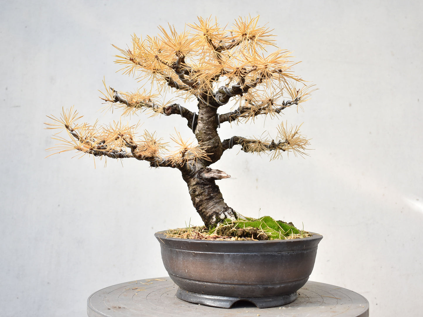ALERCE EUROPEO (Larix Decidua)