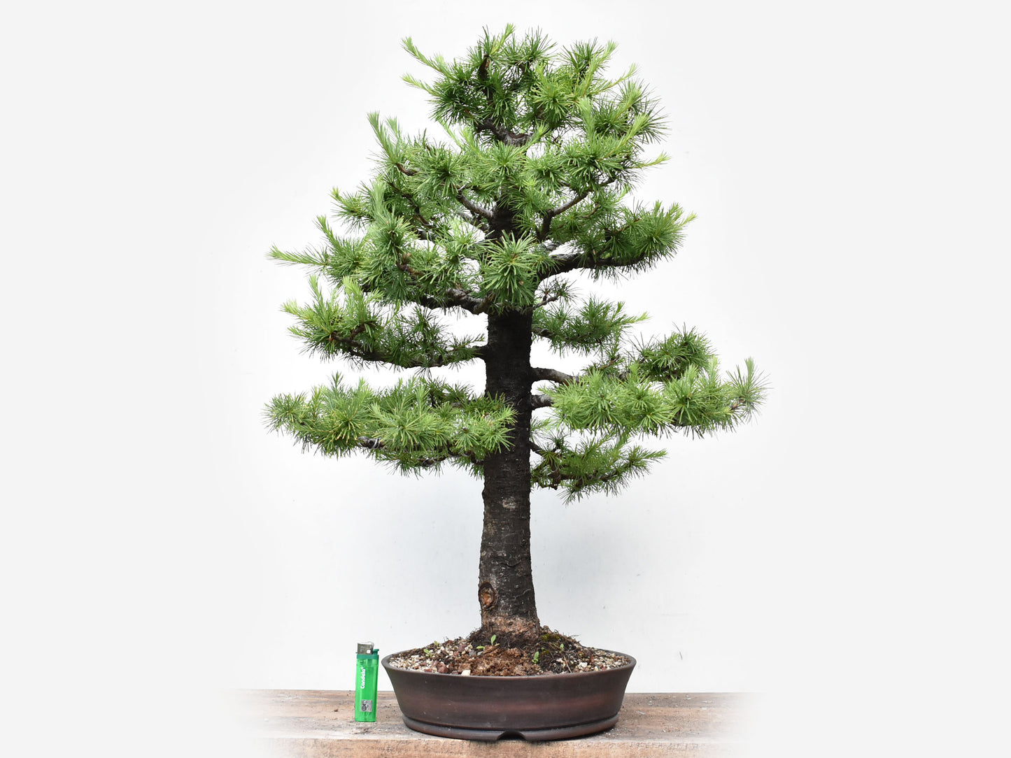 KARAMATSU (Larix Kaempferii