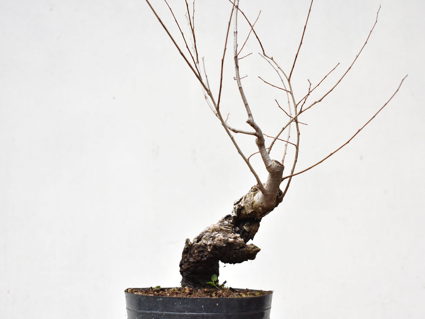 OLMO SIBERIANO (Ulmus Pumila)