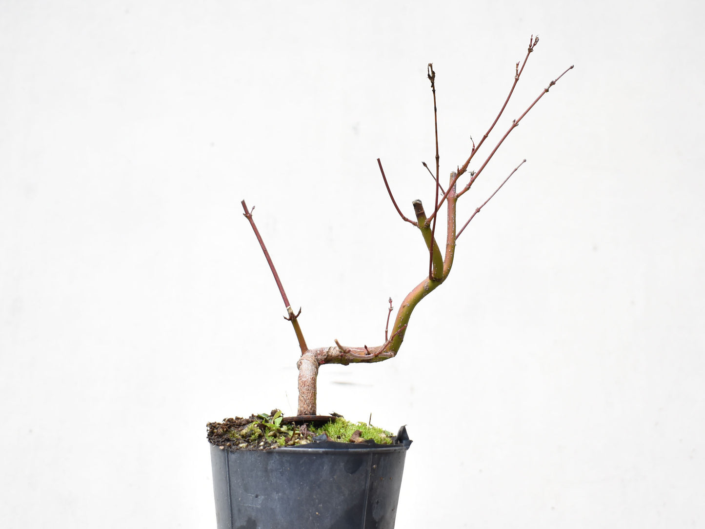 ARCE JAPONES (Acer Palmatum)