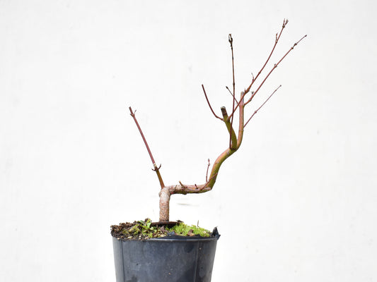 ARCE JAPONES (Acer Palmatum)