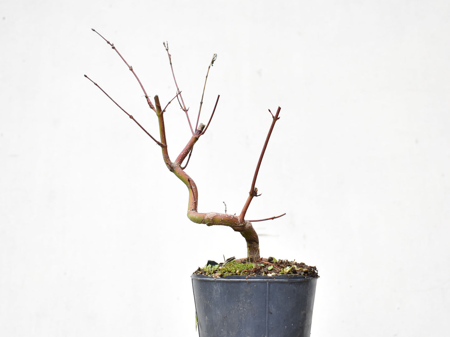 ARCE JAPONES (Acer Palmatum)