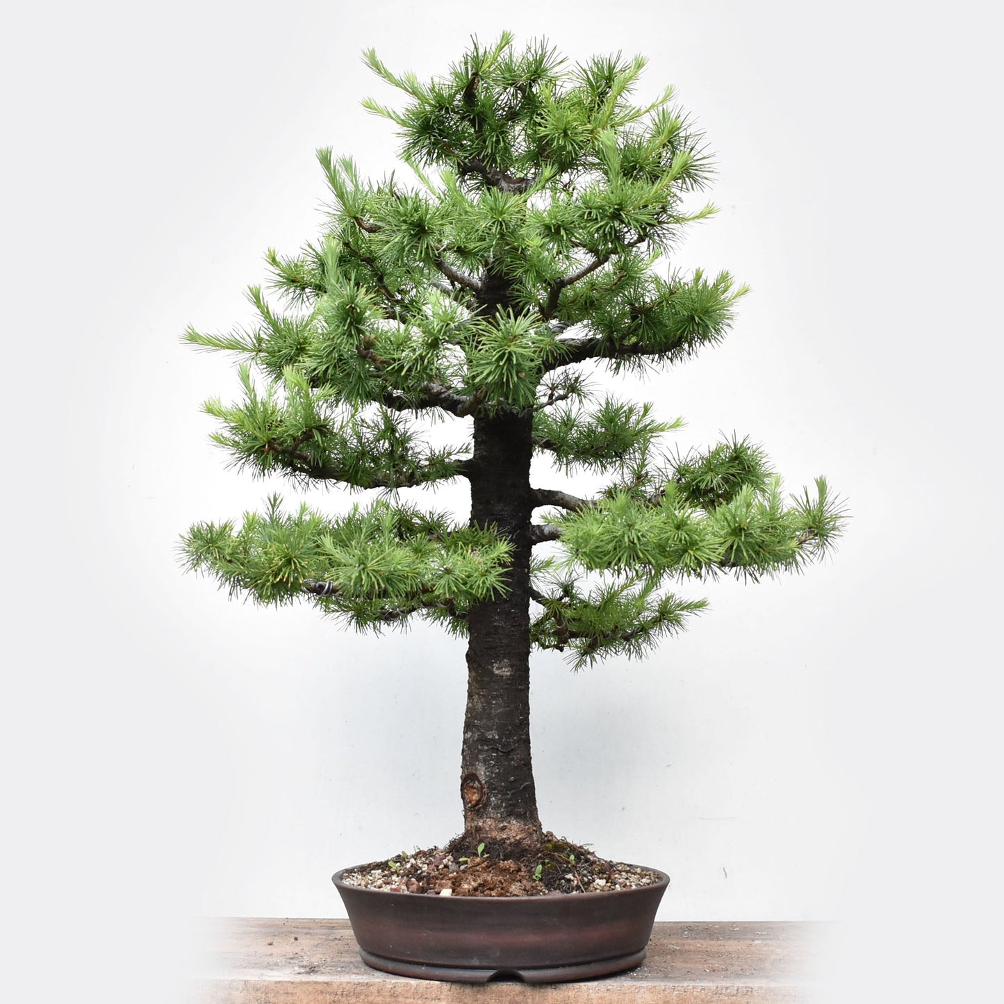 KARAMATSU (Larix Kaempferii