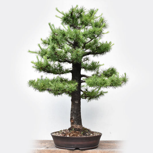 KARAMATSU (Larix Kaempferii