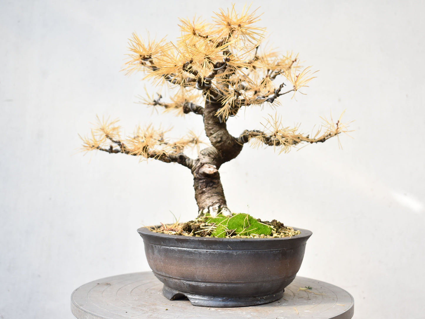 ALERCE EUROPEO (Larix Decidua)
