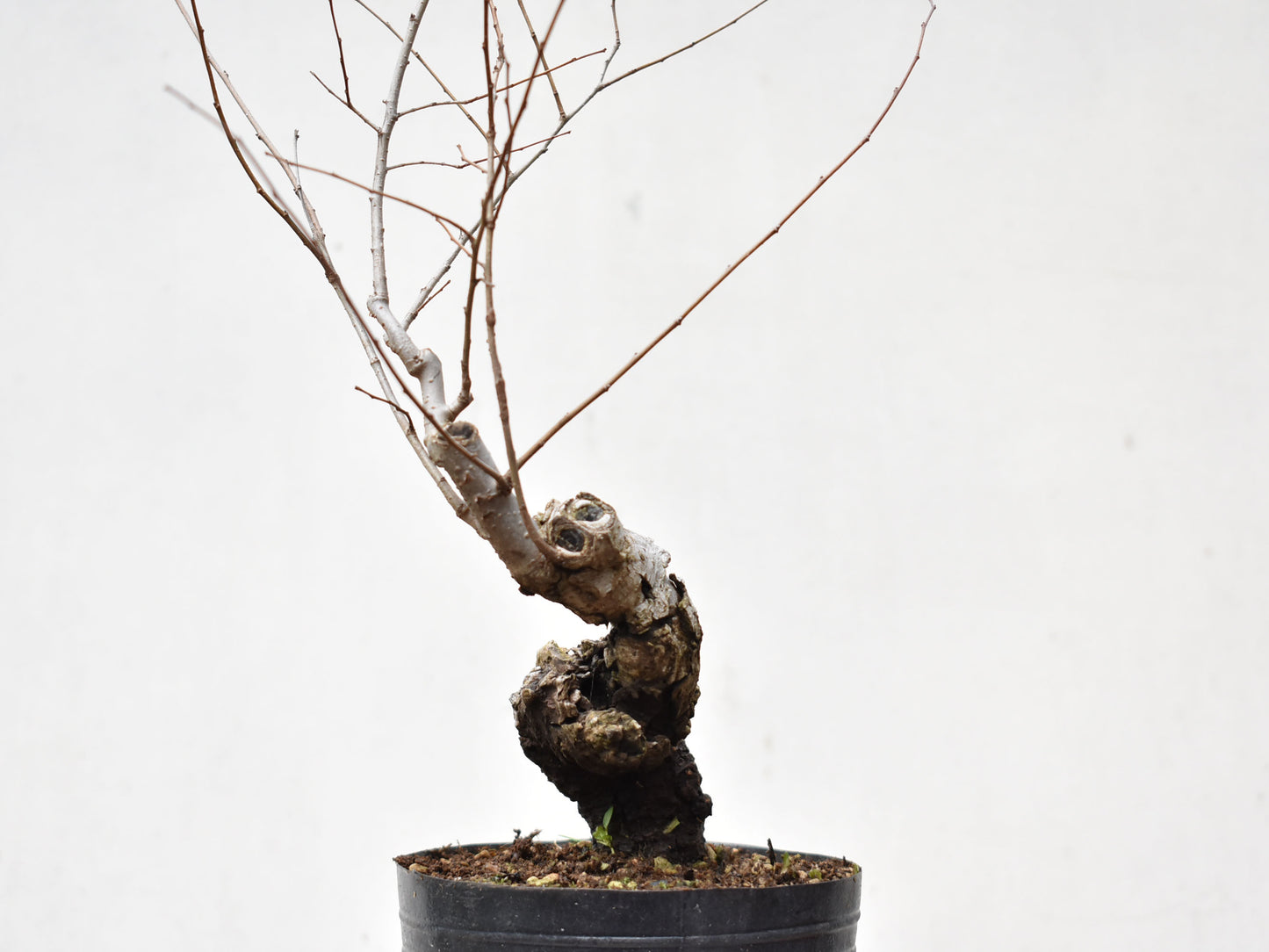OLMO SIBERIANO (Ulmus Pumila)
