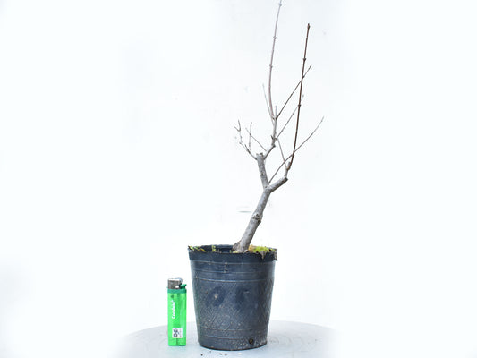 ARCE TRIDENTADO (Acer Buergerianum)