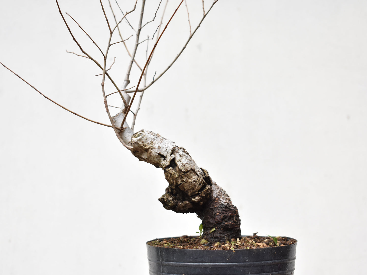 OLMO SIBERIANO (Ulmus Pumila)