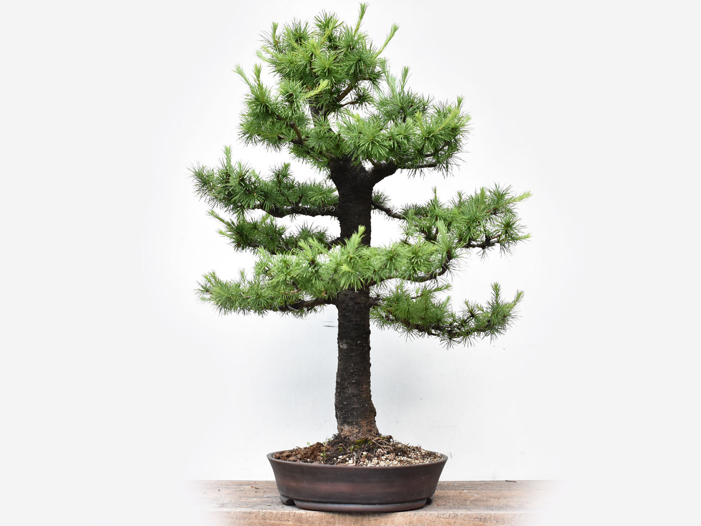 KARAMATSU (Larix Kaempferii