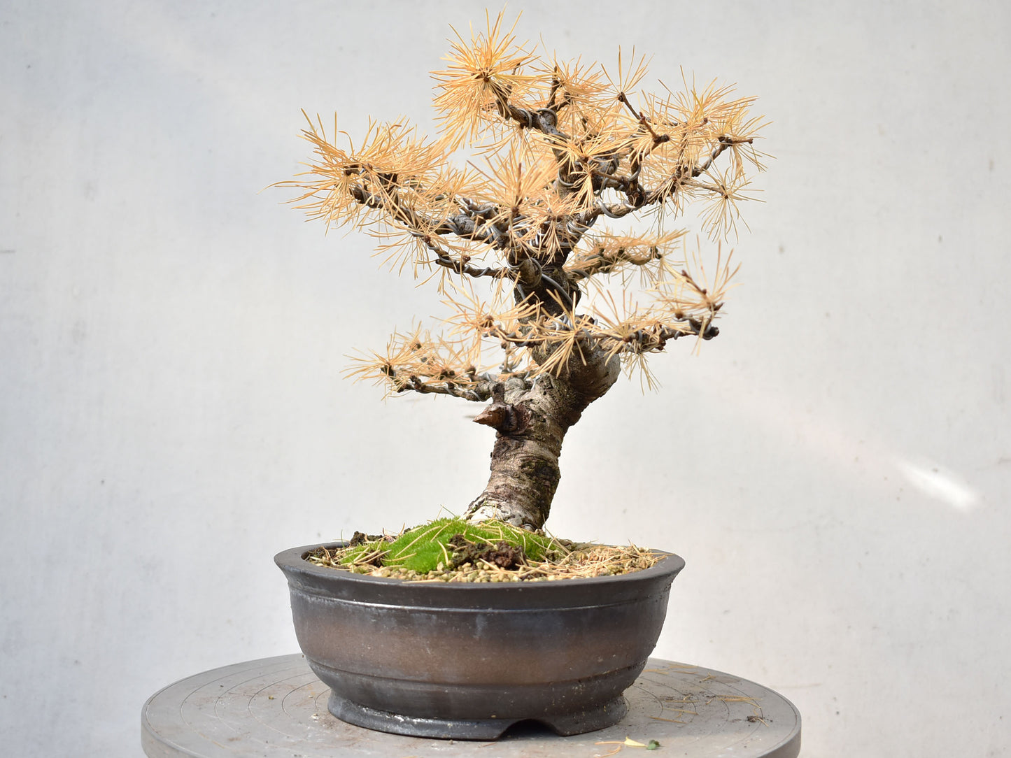 ALERCE EUROPEO (Larix Decidua)