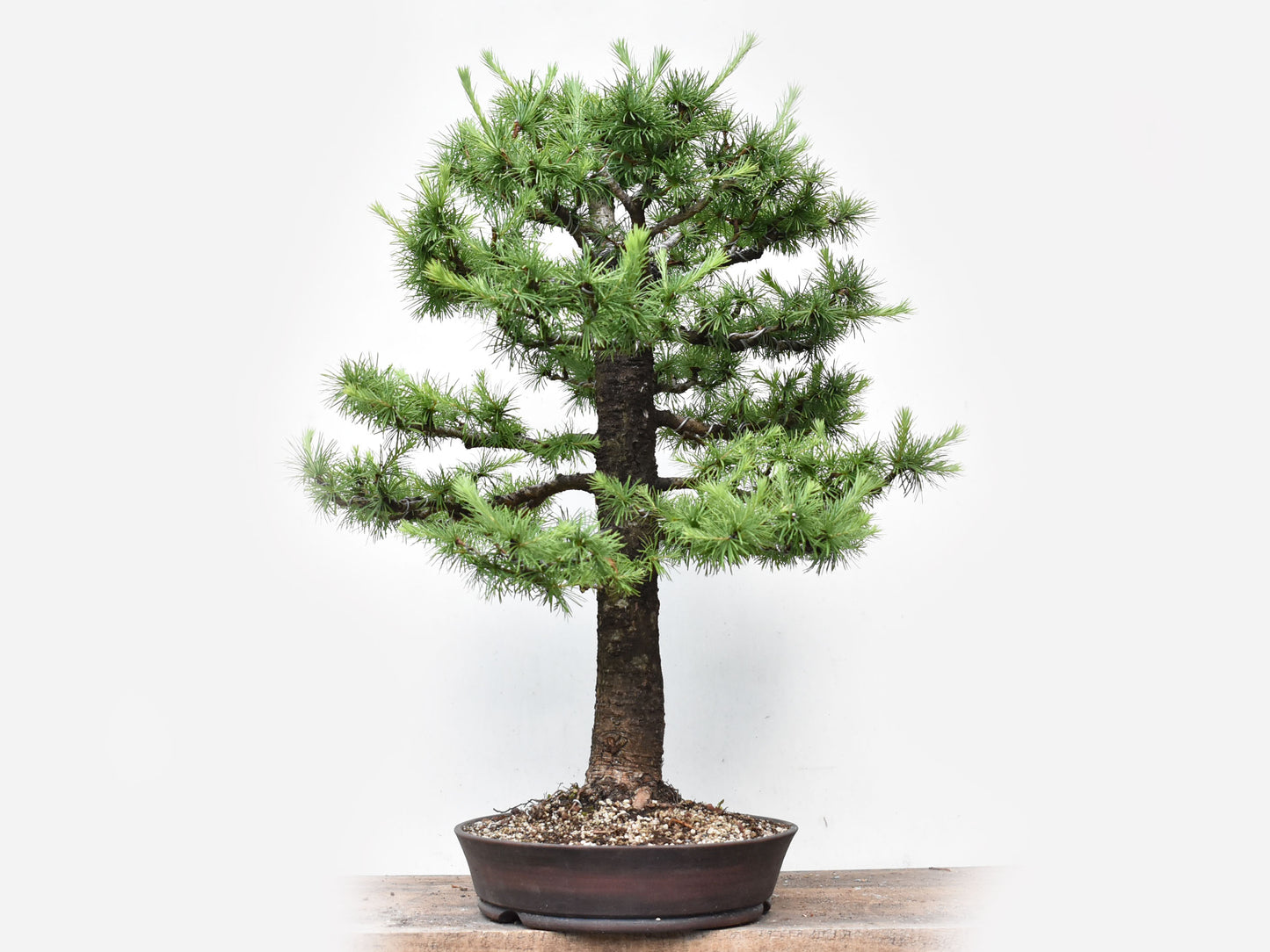 KARAMATSU (Larix Kaempferii