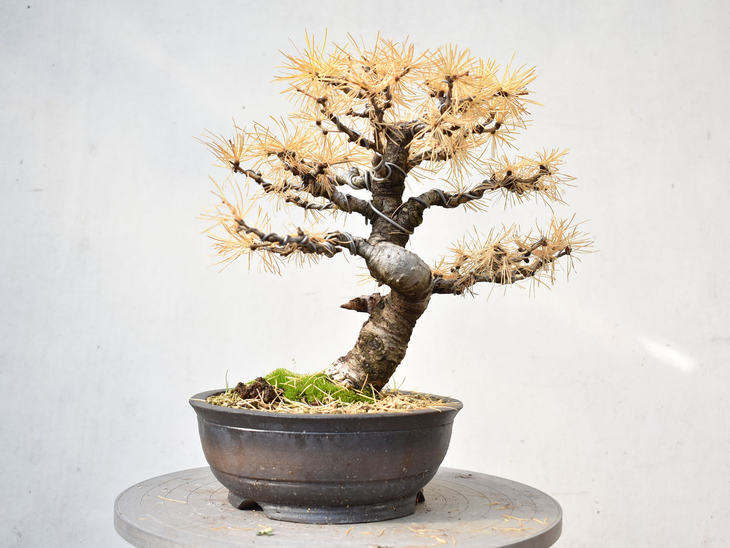 ALERCE EUROPEO (Larix Decidua)