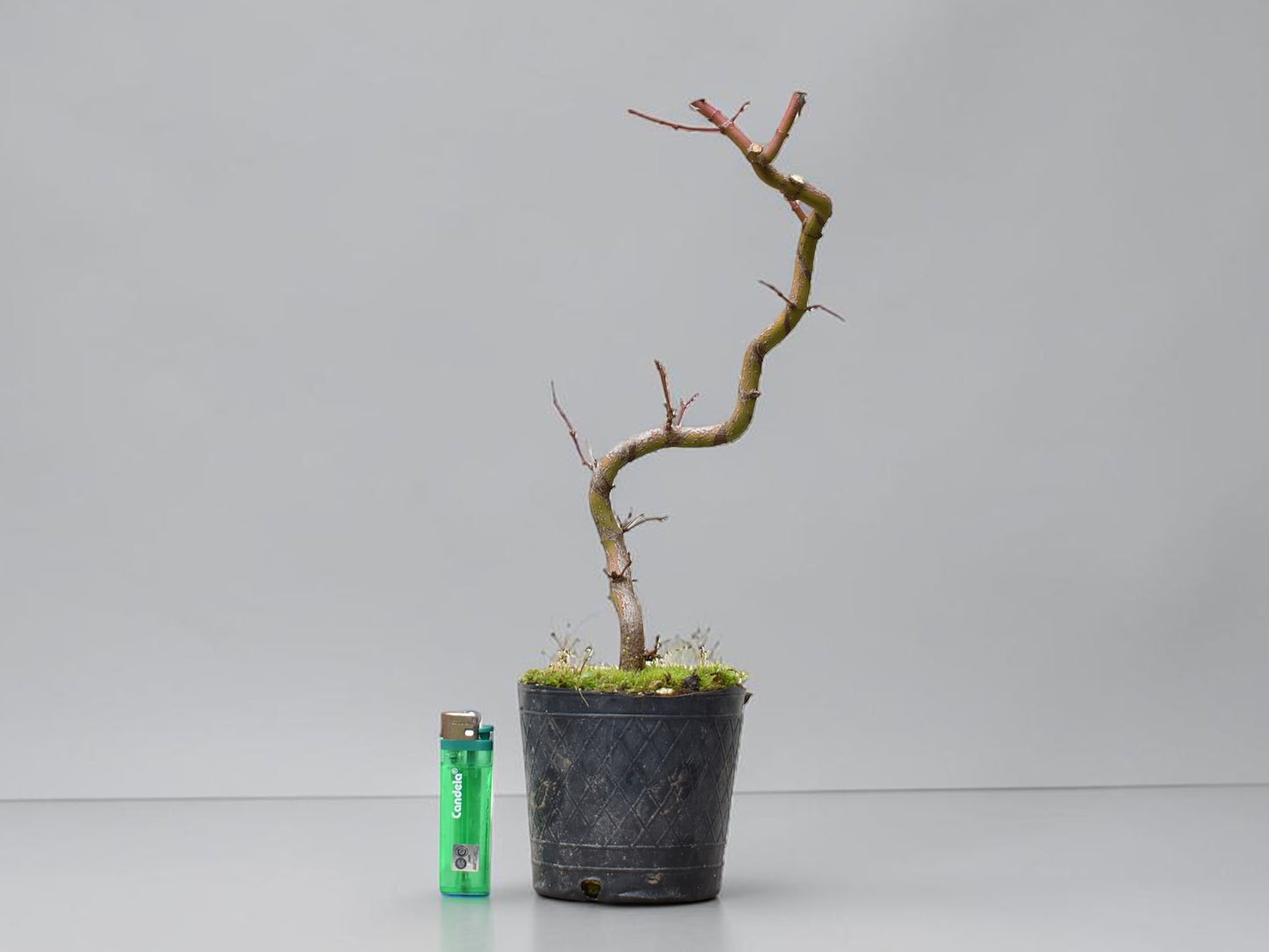 ARCE JAPONES (Acer Palmatum)