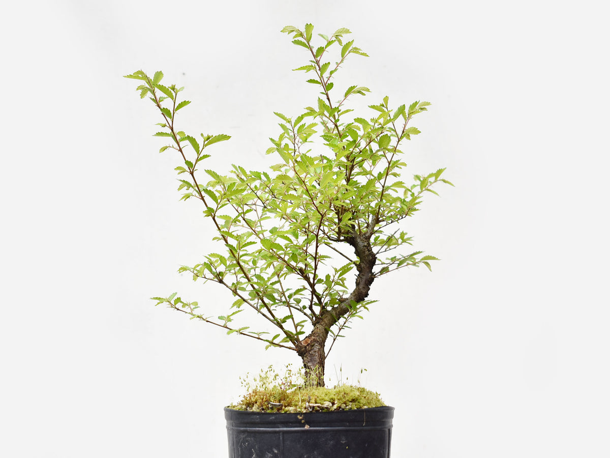 OLMO CHINO (Ulmus Parvifolia)