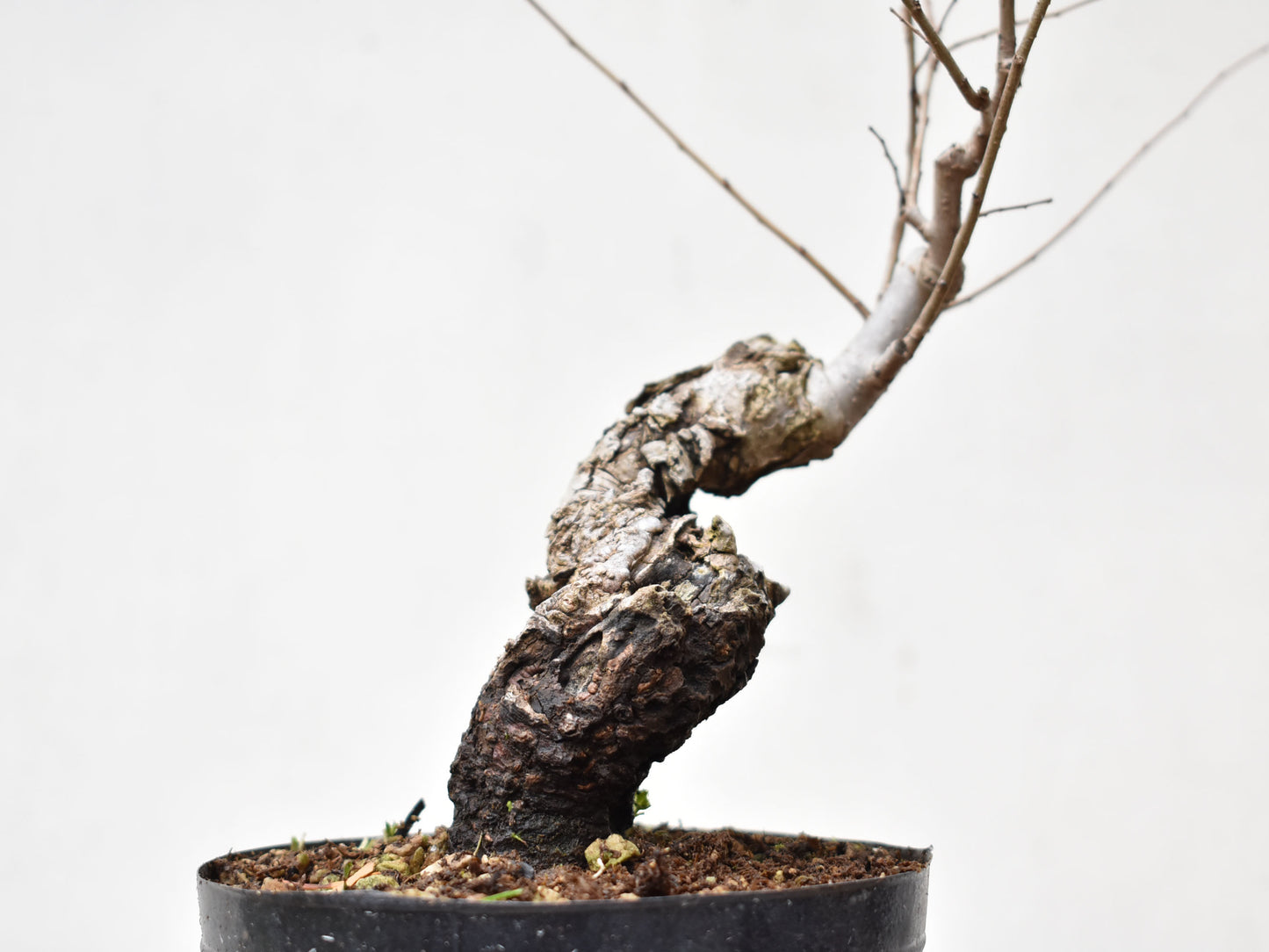 OLMO SIBERIANO (Ulmus Pumila)