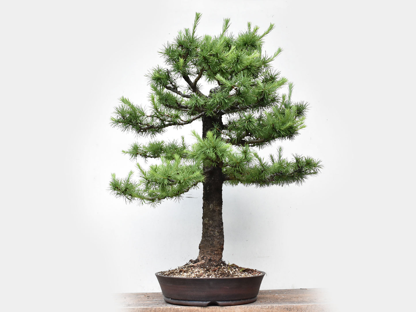 KARAMATSU (Larix Kaempferii