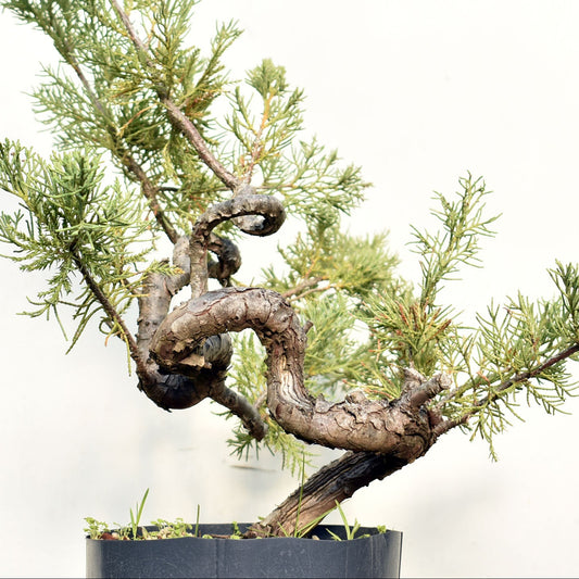ENEBRO (Juniperus )