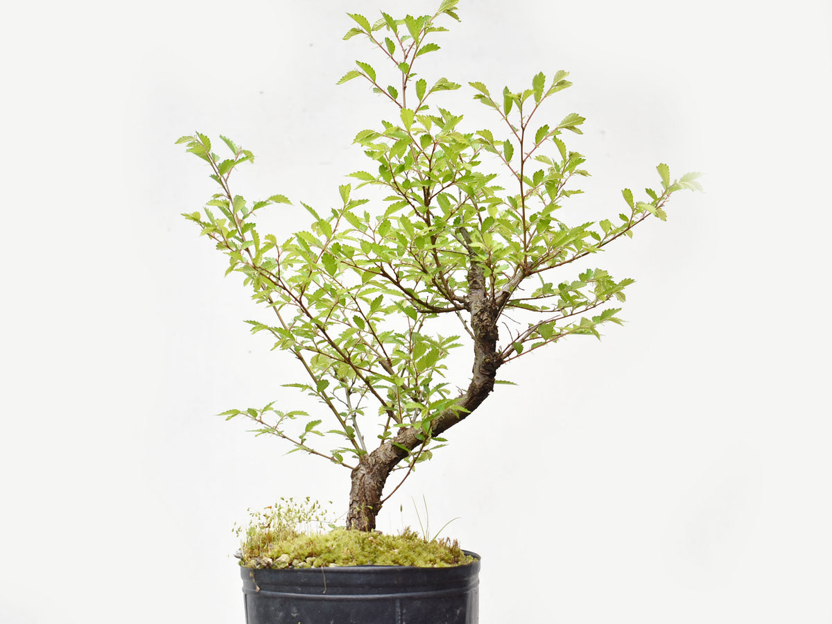OLMO CHINO (Ulmus Parvifolia)