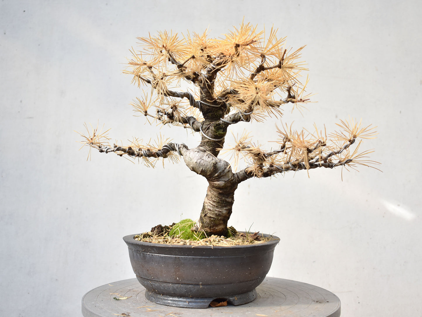ALERCE EUROPEO (Larix Decidua)