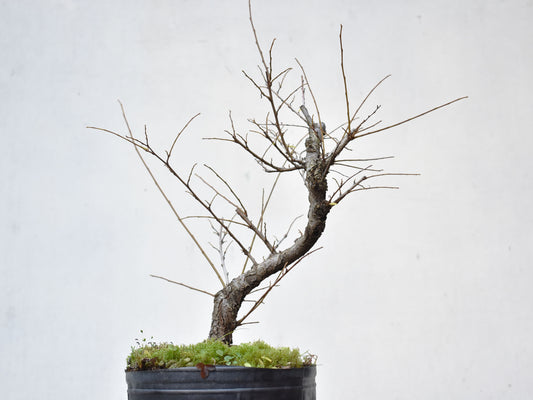 OLMO CHINO (Ulmus Parvifolia)