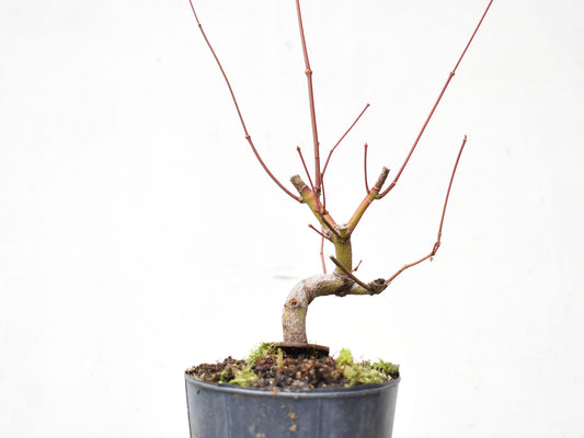 ARCE JAPONES (Acer Palmatum)