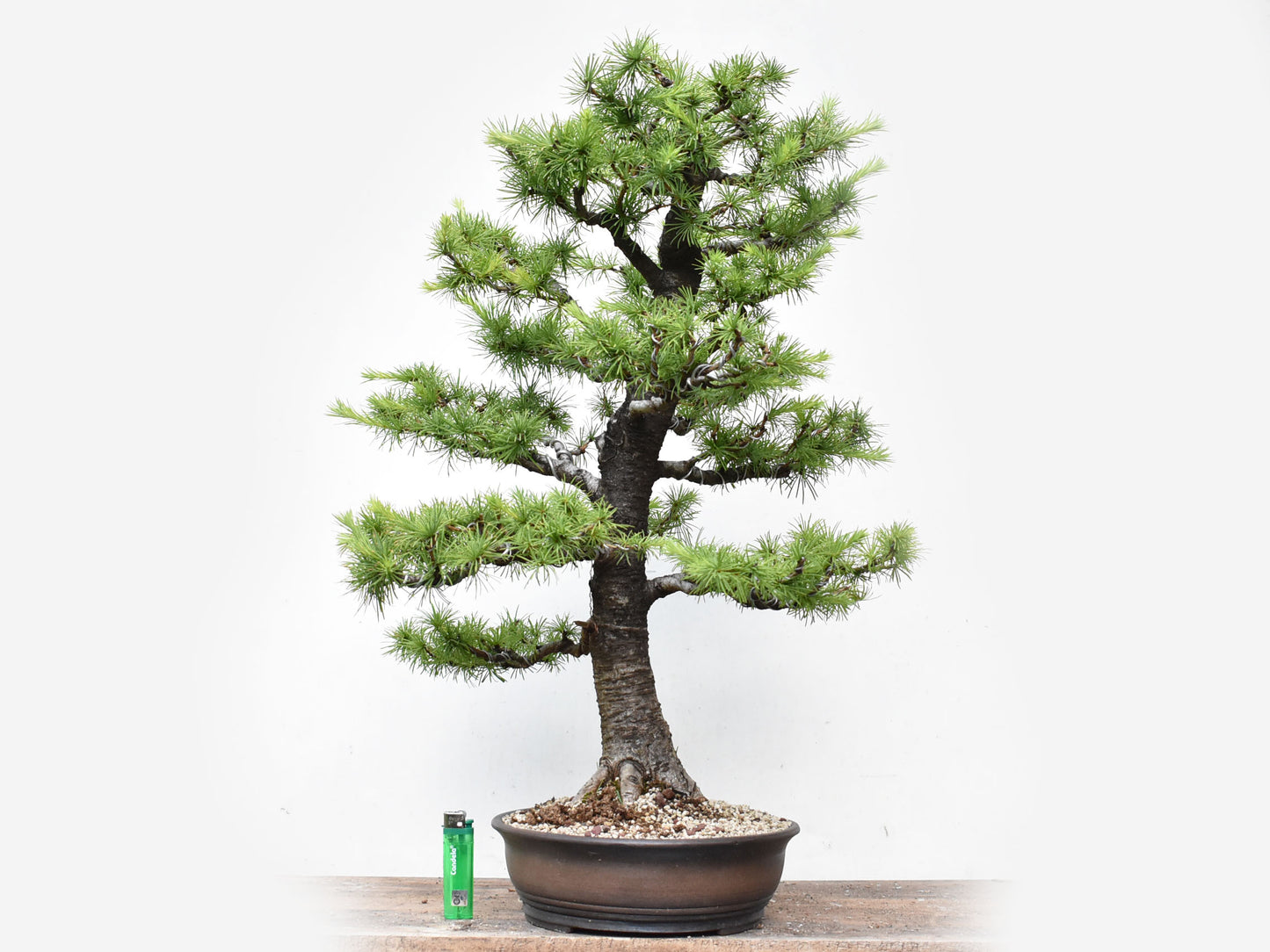 KARAMATSU (Larix Kaempferii)