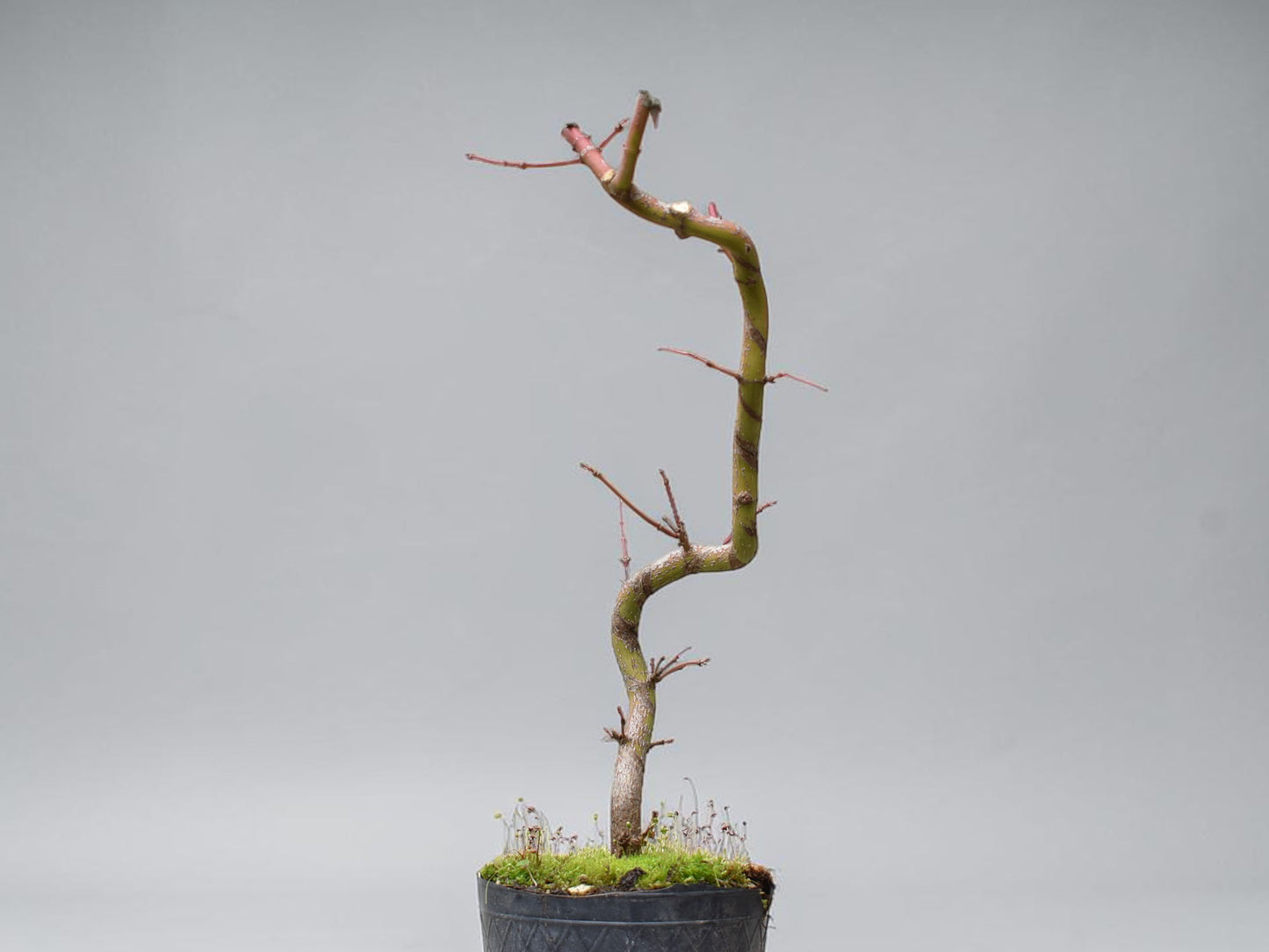 ARCE JAPONES (Acer Palmatum)