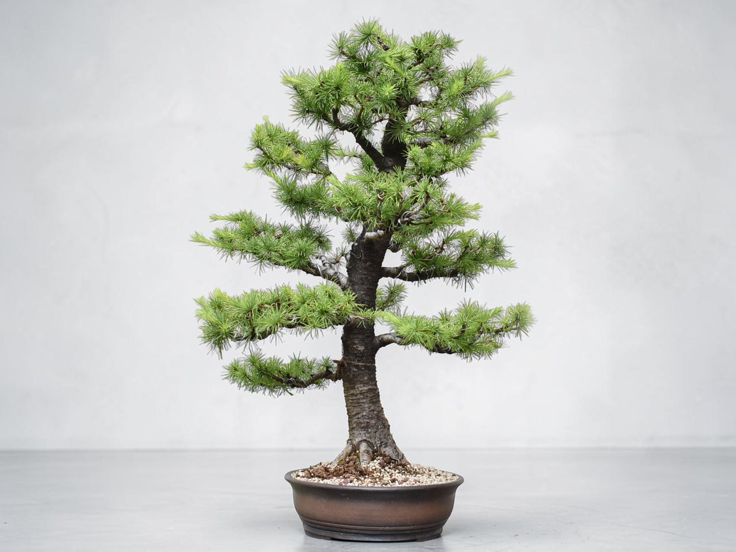 KARAMATSU (Larix Kaempferii)